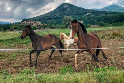 Activitats a les vinyes